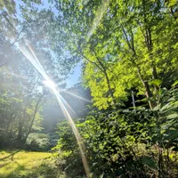 Photo of the sun shining through the trees